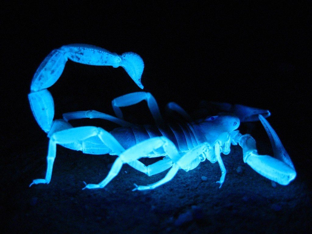 A scorpion glowing bright blue under ultraviolet light